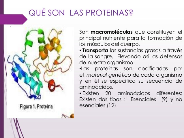 Cuantificación de las proteínas totales Cuantificación de las proteínas totales