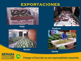 EXPORTACIONES Aceituna Sandía Vainita Palta 
