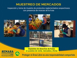 MUESTREO DE MERCADOS Inspección y toma de muestra de productos reglamentados sospechosos con presencia de moscas de la fruta Depósitos de desechos de frutas en puestos de venta, mercados y ferias 