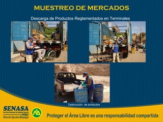 MUESTREO DE MERCADOS Descarga de Productos Reglamentados en Terminales  Destrucción  de productos 