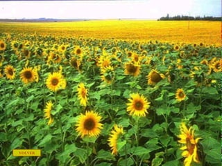 .




.




.




.
    VOLVER
 