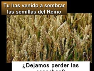 Tu has venido a sembrar las semillas del Reino ¿Dejamos perder las cosechas? 