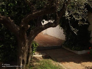 - ayunar de pesimismos,
vivir la vida con optimismo como una
fiesta continua.
 