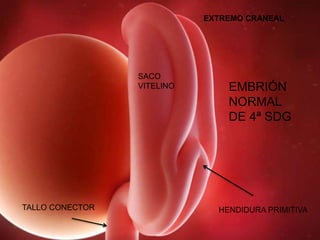 TALLO CONECTOR
EMBRIÓN
NORMAL
DE 4ª SDG
HENDIDURA PRIMITIVA
EXTREMO CRANEAL
SACO
VITELINO
 