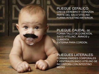 PLIEGUE CEFALICO:
CRECE CEREBRO Y CORAZON
PARTE DEL SACO VITELINO
FORMA INTESTINO ANTERIOR.
PLIEGUE CAUDAL: SE
FORMA TALLO DE CONEXIÓN,
SACO VITELINO , AMNIOS y
CUBIERTA
EXTERNA PARA CORDON.
PLIEGUES LATERALES:
FORMAN PARDES CORPORALES
Y VENTRALES,SACO VITELINO SE
INCORPORA CON INTESTINO
MEDIO
 