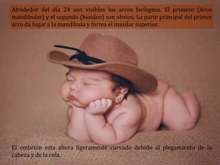 Alrededor del día 24 son visibles los arcos faríngeos. El primero (Arco
mandibular) y el segundo (hioideo) son obvios. La parte principal del primer
arco da lugar a la mandíbula y forma el maxilar superior.
El embrión esta ahora ligeramente curvado debido al plegamiento de la
cabeza y de la cola.
 