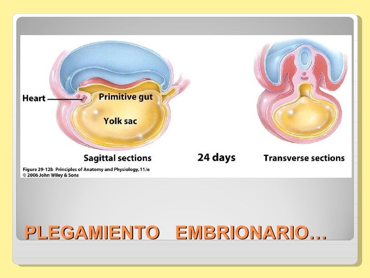 Cuarta a octava semana de desarrollo