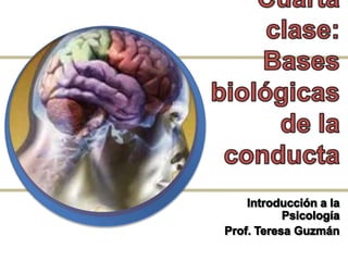 Cuarta clase:Bases biológicas de la conducta Introducción a la Psicología Prof. Teresa Guzmán 