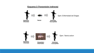 Esquema 2 (Transmisión indirecta)
Individuo Vector Individuo
Infectado Susceptible
Individuo Hospedero Individuo
Infectado Intermedio susceptible
Ejem. Enfermedad de Chagas
Ejem. Taenia solium
 