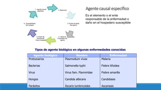Agente causal específico
Es el elemento o el ente
responsable de la enfermedad o
daño en el hospedero susceptible
Agente biológico Nombre Enfermedad
Protozoarios
Bacterias
Virus
Hongos
Parásitos
Plasmodium vivax
Salmonella typhi
Virus fam. Flaviviridae
Candida albicans
Áscaris lumbricoides
Malaria
Fiebre tifoidea
Fiebre amarilla
Candidiasis
Ascariasis
Tipos de agente biológico en algunas enfermedades conocidas
 