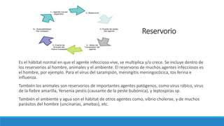Reservorio
Es el hábitat normal en que el agente infeccioso vive, se multiplica y/o crece. Se incluye dentro de
los reservorios al hombre, animales y el ambiente. El reservorio de muchos agentes infecciosos es
el hombre, por ejemplo. Para el virus del sarampión, meningitis meningocócica, tos ferina e
influenza.
También los animales son reservorios de importantes agentes patógenos, como virus rábico, virus
de la fiebre amarilla, Yersenia pestis (causante de la peste bubónica), y leptospiras sp.
También el ambiente y agua son el hábitat de otros agentes como, vibrio cholerae, y de muchos
parásitos del hombre (uncinarias, amebas), etc.
 