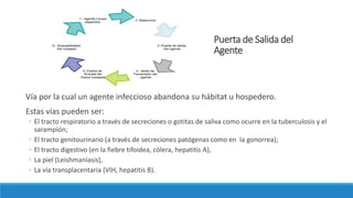 Puerta de Salida del
Agente
Vía por la cual un agente infeccioso abandona su hábitat u hospedero.
Estas vías pueden ser:
◦ El tracto respiratorio a través de secreciones o gotitas de saliva como ocurre en la tuberculosis y el
sarampión;
◦ El tracto genitourinario (a través de secreciones patógenas como en la gonorrea);
◦ El tracto digestivo (en la fiebre tifoidea, cólera, hepatitis A),
◦ La piel (Leishmaniasis),
◦ La vía transplacentaria (VIH, hepatitis B).
 