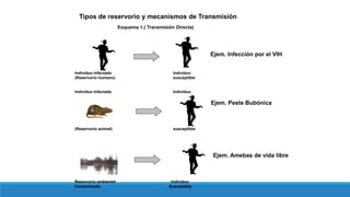 Tipos de reservorio y mecanismos de Transmisión
Esquema 1.( Transmisión Directa)
Individuo Infectado Individuo
(Reservorio humano) susceptible
Individuo Infectado Individuo
(Reservorio animal) susceptible
Reservorio ambiental Individuo
Contaminado Susceptible
Ejem. Infección por el VIH
Ejem. Peste Bubónica
Ejem. Amebas de vida libre
 