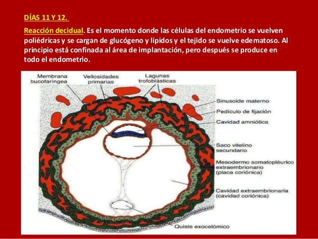 Segunda semana de desarrollo embrionario