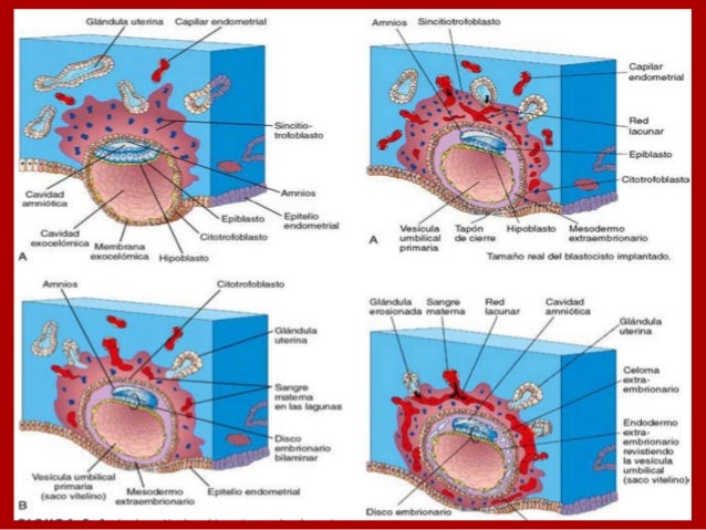 Segunda semana de desarrollo embrionario