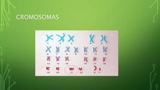 CROMOSOMAS
 