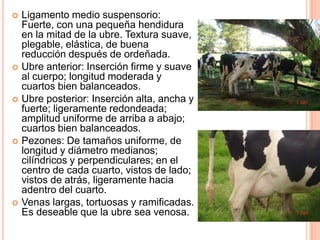    Ligamento medio suspensorio:
    Fuerte, con una pequeña hendidura
    en la mitad de la ubre. Textura suave,
    plegable, elástica, de buena
    reducción después de ordeñada.
   Ubre anterior: Inserción firme y suave
    al cuerpo; longitud moderada y
    cuartos bien balanceados.
   Ubre posterior: Inserción alta, ancha y
    fuerte; ligeramente redondeada;
    amplitud uniforme de arriba a abajo;
    cuartos bien balanceados.
   Pezones: De tamaños uniforme, de
    longitud y diámetro medianos;
    cilíndricos y perpendiculares; en el
    centro de cada cuarto, vistos de lado;
    vistos de atrás, ligeramente hacia
    adentro del cuarto.
   Venas largas, tortuosas y ramificadas.
    Es deseable que la ubre sea venosa.
 