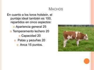 MACHOS
En cuanto a los toros holstein, el
  puntaje ideal también es 100,
  repartidos en cinco aspectos:
     Apariencia general 25

   Temperamento lechero 20

         Capacidad 20

      Patas y pezuñas 20

       Anca 15 puntos.
 