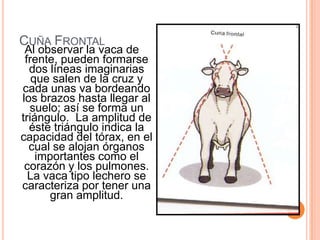 CUÑA FRONTAL
 Al observar la vaca de
 frente, pueden formarse
  dos líneas imaginarias
   que salen de la cruz y
cada unas va bordeando
los brazos hasta llegar al
  suelo; así se forma un
triángulo. La amplitud de
  éste triángulo indica la
capacidad del tórax, en el
  cual se alojan órganos
    importantes como el
 corazón y los pulmones.
  La vaca tipo lechero se
caracteriza por tener una
      gran amplitud.
 