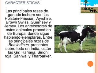 CARACTERÍSTICAS

 Las principales razas de
  ganado lechero son las
Holstein-Friesian, Ayrshire,
 Brown Swiss, Guernsey y
Jersey. Los antecesores de
 estos animales procedían
  de Europa, donde sigue
habiendo ejemplares. Entre
  las principales razas de
   Bos indicus, presentes
 sobre todo en India, están
   las Gir, Hariana, Sindhi
roja, Sahiwal y Tharparker.
 
