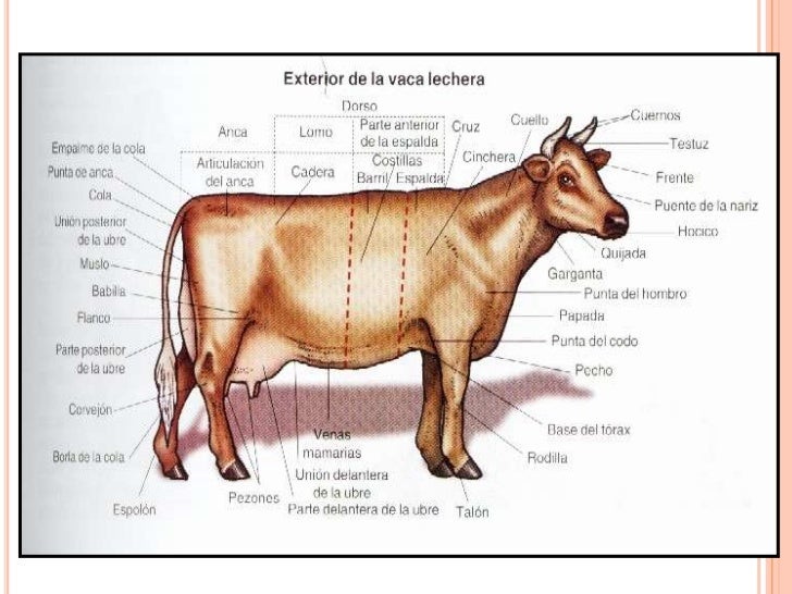 Cuñas lecheras