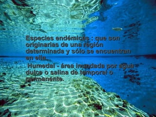 Especies endémicas : que son originarias de una región determinada y sólo se encuentran en ella.   Humedal - área inundada por agua dulce o salina de temporal o permanente . 