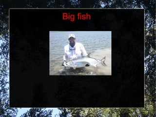Big fish 