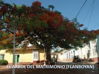 151EL ARBOL DEL MATRIMONIO (FLANBOYAN)