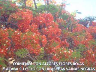 152COMIENZA CON ALEGRES FLORES ROJAS Y ACABA SU CICLO CON UNAS FEAS VAINAS NEGRAS