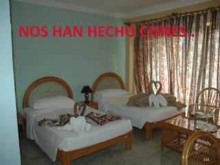 158NOS HAN HECHO CISNES…