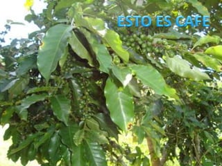 166ESTO ES CAFE