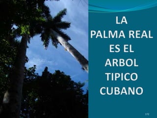 172LA PALMA REAL ES EL ARBOLTIPICO CUBANO