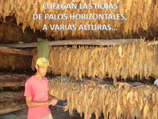 192 CUELGAN LAS HOJAS DE PALOS HORIZONTALES, A VARIAS ALTURAS…