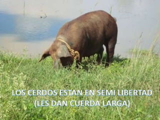 194LOS CERDOS ESTAN EN SEMI LIBERTAD(LES DAN CUERDA LARGA)