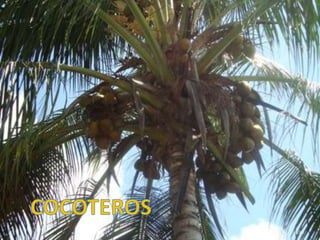 199COCOTEROS