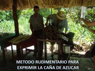 207METODO RUDIMENTARIO PARA EXPRIMIR LA CAÑA DE AZUCAR