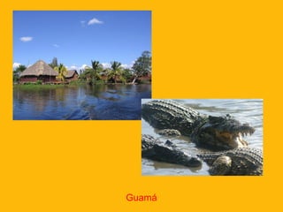 Guamá

 