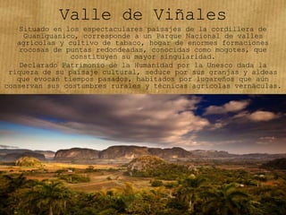 Valle de Viñales
Situado en los espectaculares paisajes de la cordillera de
Guaniguanico, corresponde a un Parque Nacional de valles
agrícolas y cultivo de tabaco, hogar de enormes formaciones
rocosas de puntas redondeadas, conocidas como mogotes, que
constituyen su mayor singularidad.
Declarado Patrimonio de la Humanidad por la Unesco dada la
riqueza de su paisaje cultural, seduce por sus granjas y aldeas
que evocan tiempos pasados, habitados por lugareños que aún
conservan sus costumbres rurales y técnicas agrícolas vernáculas.
 