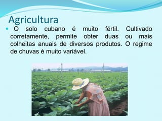 Agricultura
 O solo cubano é muito fértil. Cultivado
corretamente, permite obter duas ou mais
colheitas anuais de diversos produtos. O regime
de chuvas é muito variável.
 