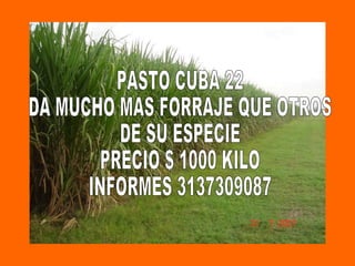 PASTO CUBA 22 DA MUCHO MAS FORRAJE QUE OTROS  DE SU ESPECIE PRECIO $ 1000 KILO INFORMES 3137309087 