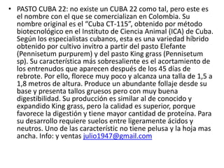 PASTO CUBA 22: no existe un CUBA 22 como tal, pero este es el nombre con el que se comercializan en Colombia. Su nombre original es el “Cuba CT-115”, obtenido por método biotecnológico en el Instituto de Ciencia Animal (ICA) de Cuba. Según los especialistas cubanos, esta es una variedad híbrido obtenido por cultivo invitro a partir del pasto Elefante (Pennisetumpurpurem) y del pasto King grass (Pennisetumsp). Su característica más sobresaliente es el acortamiento de los entrenudos que aparecen después de los 45 días de rebrote. Por ello, florece muy poco y alcanza una talla de 1,5 a 1,8 metros de altura. Produce un abundante follaje desde su base y presenta tallos gruesos pero con muy buena digestibilidad. Su producción es similar al de conocido y expandido King grass, pero la calidad es superior, porque favorece la digestión y tiene mayor cantidad de proteína. Para su desarrollo requiere suelos entre ligeramente ácidos y neutros. Uno de las característic no tiene pelusa y la hoja mas ancha. Info: y ventas julio1947@gmail.com 