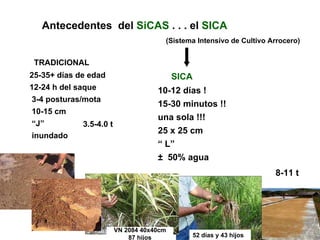 Antecedentes del SiCAS . . . el SICA
                                       (Sistema Intensivo de Cultivo Arrocero)


 TRA...