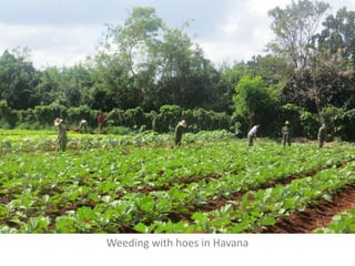 Weeding with hoes in Havana
 
