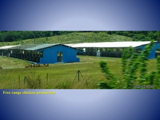 Free range chicken production