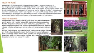 ABOUT THE PLACE:
Cubbon Park, Officially called Sri Chamarajendra Park is a landmark 'lung' area of
the Bengaluru city, located (12.97°N 77.6°E) within the heart of the city in the Central
Administrative Area. Originally created in 1870, when Major General Richard Sankey was the then
British Chief Engineer of Mysore state, it covered an area of 100 acres (0.40 km2) and subsequent
expansion has taken place and the area reported now is about 300 acres (1.2 km2). It has a rich
recorded history of abundant flora and fauna plantations coupled with numerous impressive and
aesthetically located buildings and statues of famous personages, in its precincts.
ABOUT THE VEGETATION :
Indigenous and exotic botanical species found in the park are about 68 genera
and 96 species with a total of around 6000 plants/trees. Indigenous species
found in the park are: artocarpus, cassia fistula, ficus, polyalthias etc., and
exotic species such as araucaria, bamboo, castanospermum australe, grevillea
robusta, millettia, peltophorum, schinus molle, swietenia mahagoni, tabebuia.
etc.
Amongst the ornamental and flowering exotic trees lining the roads in the park
are the Grevillea robusta (silver oak)—the first oaks introduced to Bangalore
from Australia[5]—and the delonix or the gulmohar tree (bright red flowers with
long petals) along the Cubbon road in the park, which is a widely cultivated
tropical ornamental tree around the world.
 