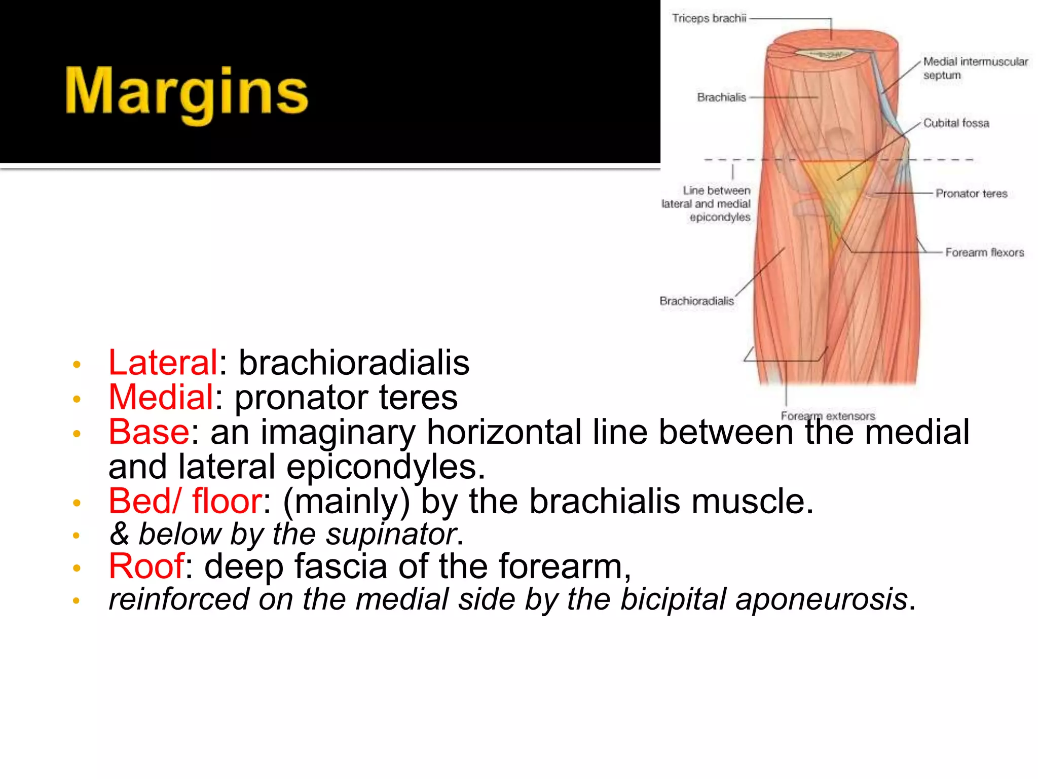 • Lateral: brachioradialis
• Medial: pronator teres
• Base: an imaginary horizontal line between the medial
and lateral epicondyles.
• Bed/ floor: (mainly) by the brachialis muscle.
• & below by the supinator.
• Roof: deep fascia of the forearm,
• reinforced on the medial side by the bicipital aponeurosis.