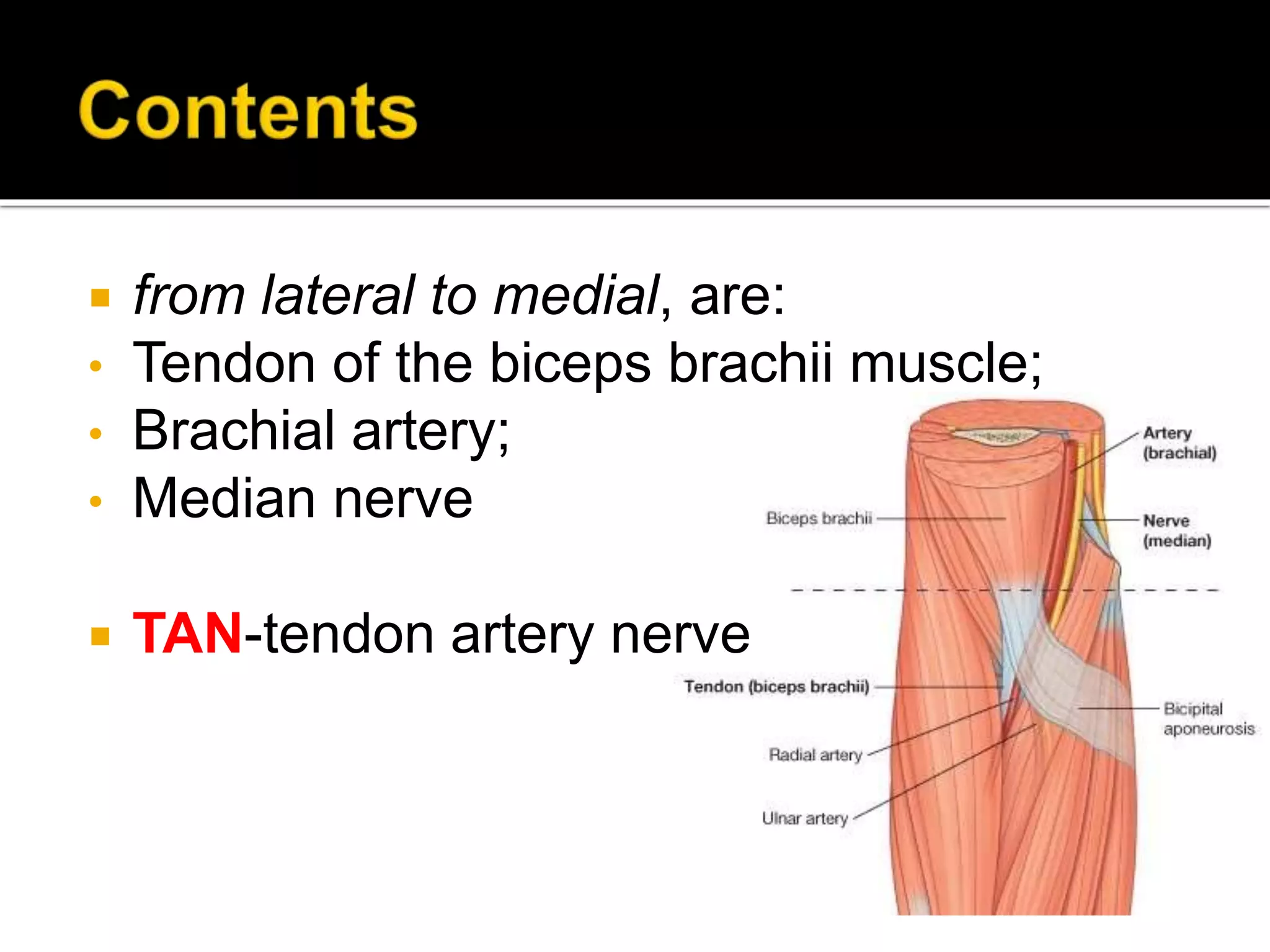  from lateral to medial, are:
• Tendon of the biceps brachii muscle;
• Brachial artery;
• Median nerve
TAN-tendon artery nerve