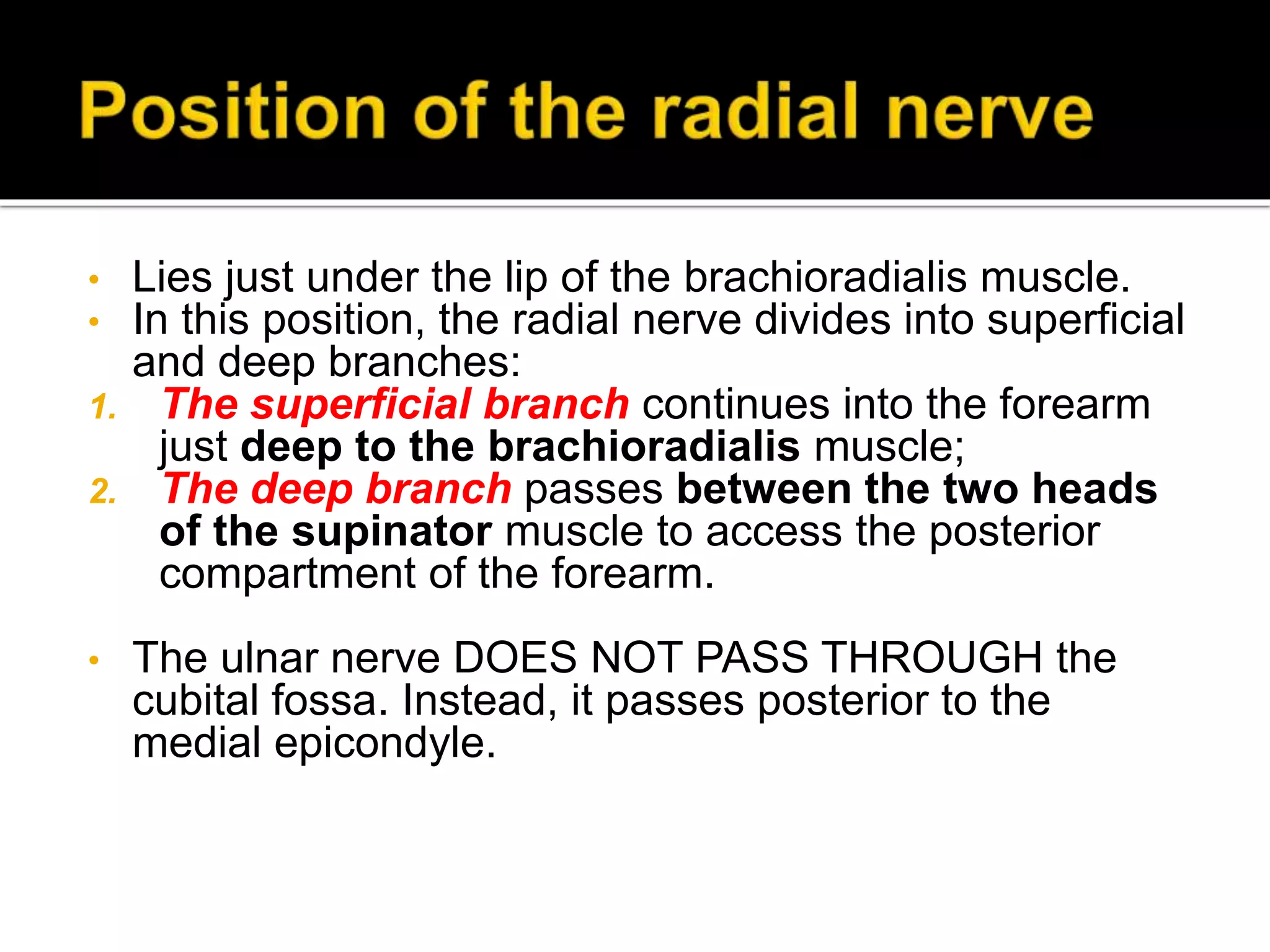 • Lies just under the lip of the brachioradialis muscle.
• In this position, the radial nerve divides into superficial
and deep branches:
1. The superficial branch continues into the forearm
just deep to the brachioradialis muscle;
2. The deep branch passes between the two heads
of the supinator muscle to access the posterior
compartment of the forearm.
• The ulnar nerve DOES NOT PASS THROUGH the
cubital fossa. Instead, it passes posterior to the
medial epicondyle.