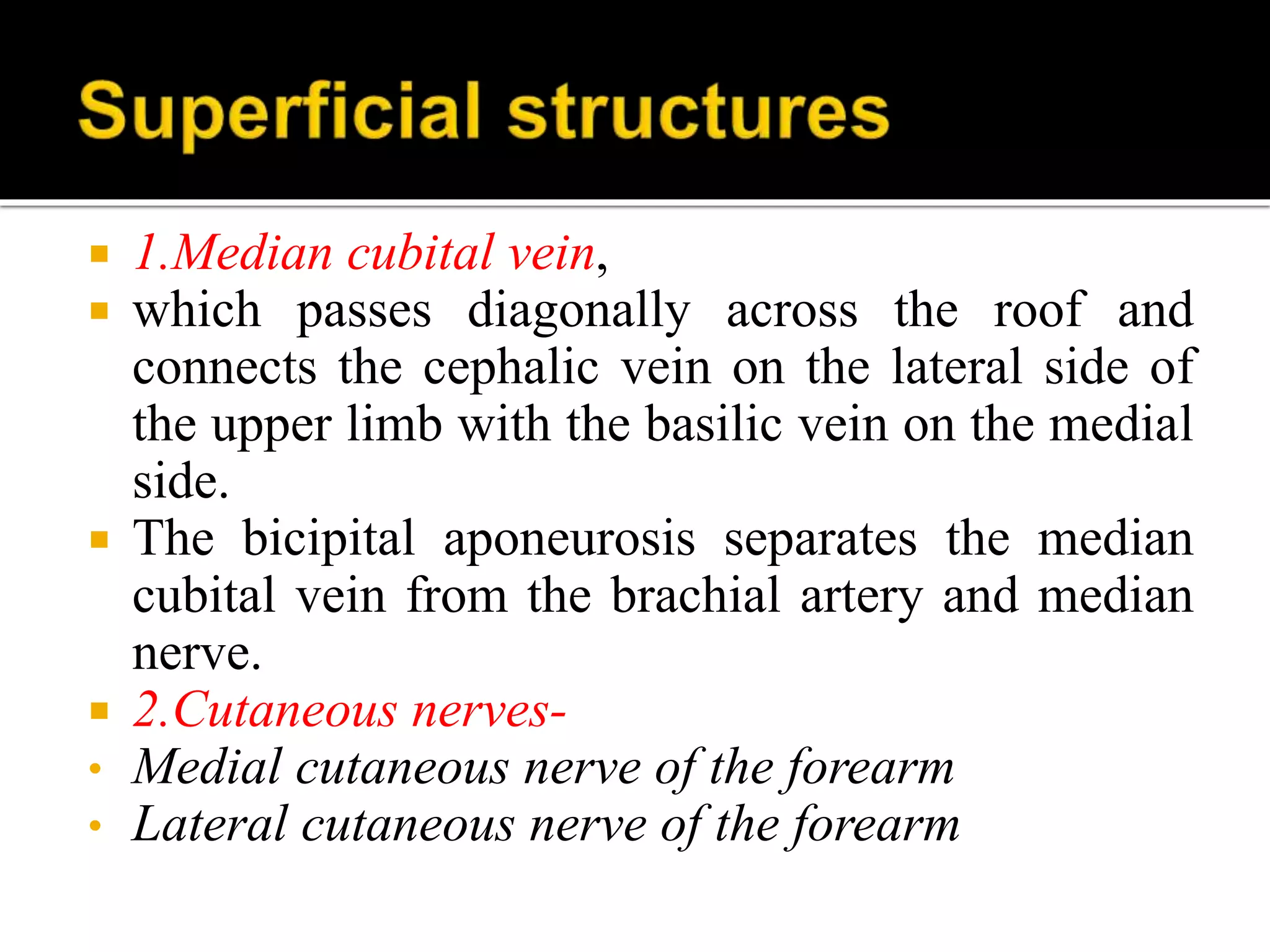  1.Median cubital vein,
which passes diagonally across the roof and
connects the cephalic vein on the lateral side of
the upper limb with the basilic vein on the medial
side.
The bicipital aponeurosis separates the median
cubital vein from the brachial artery and median
nerve.
2.Cutaneous nerves-
• Medial cutaneous nerve of the forearm
• Lateral cutaneous nerve of the forearm