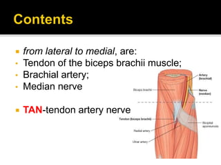 • Lies just under the lip of the brachioradialis muscle.
• In this position, the radial nerve divides into superficial
and...